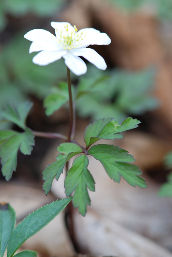 Anemonoides nemorosa / Anemone dei boschi